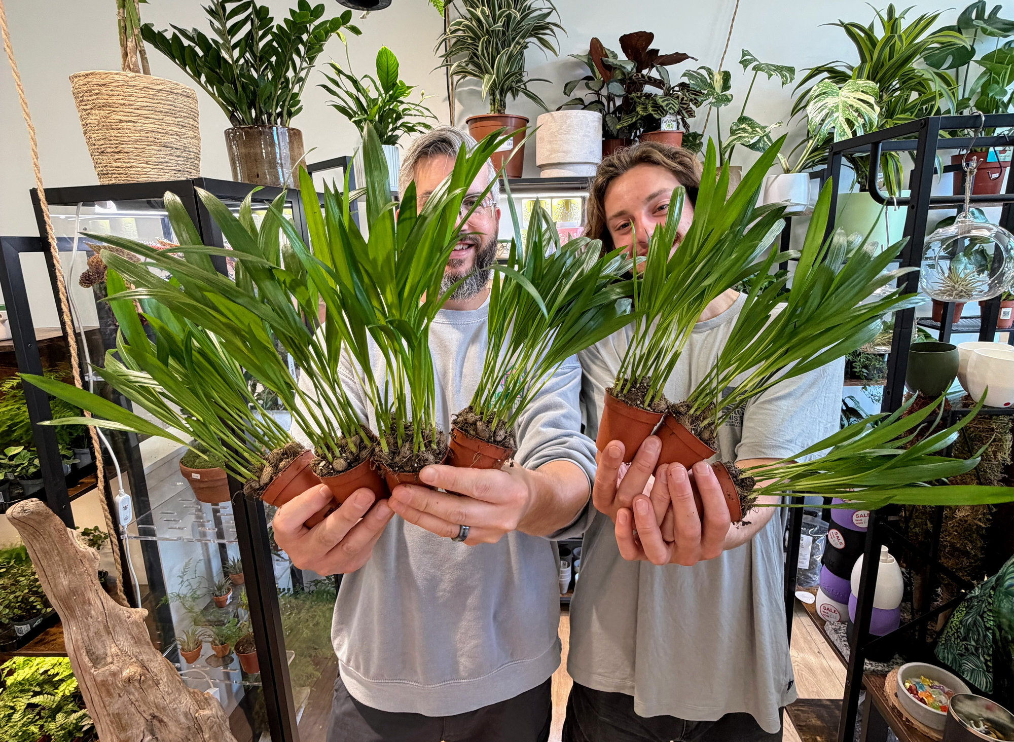 Free palm plant while stocks last
