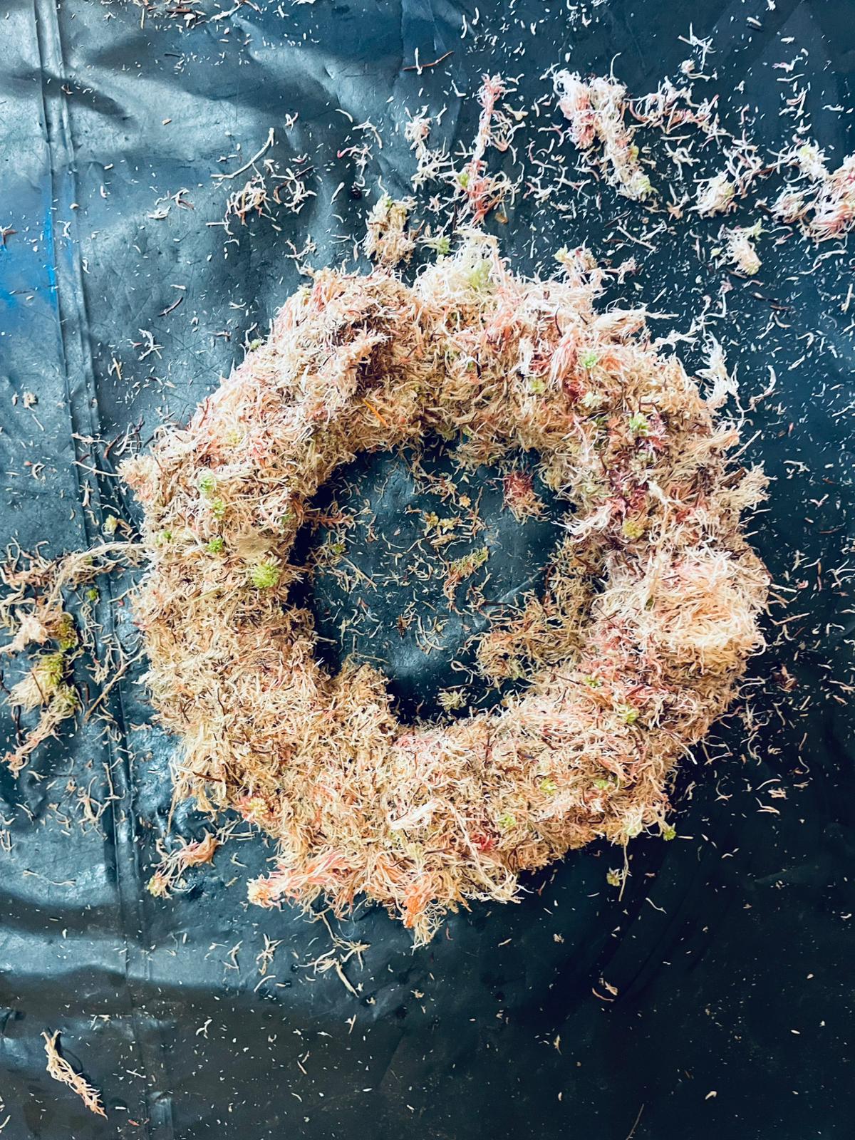 Sphagnum moss wreath base ready for autumn planting
