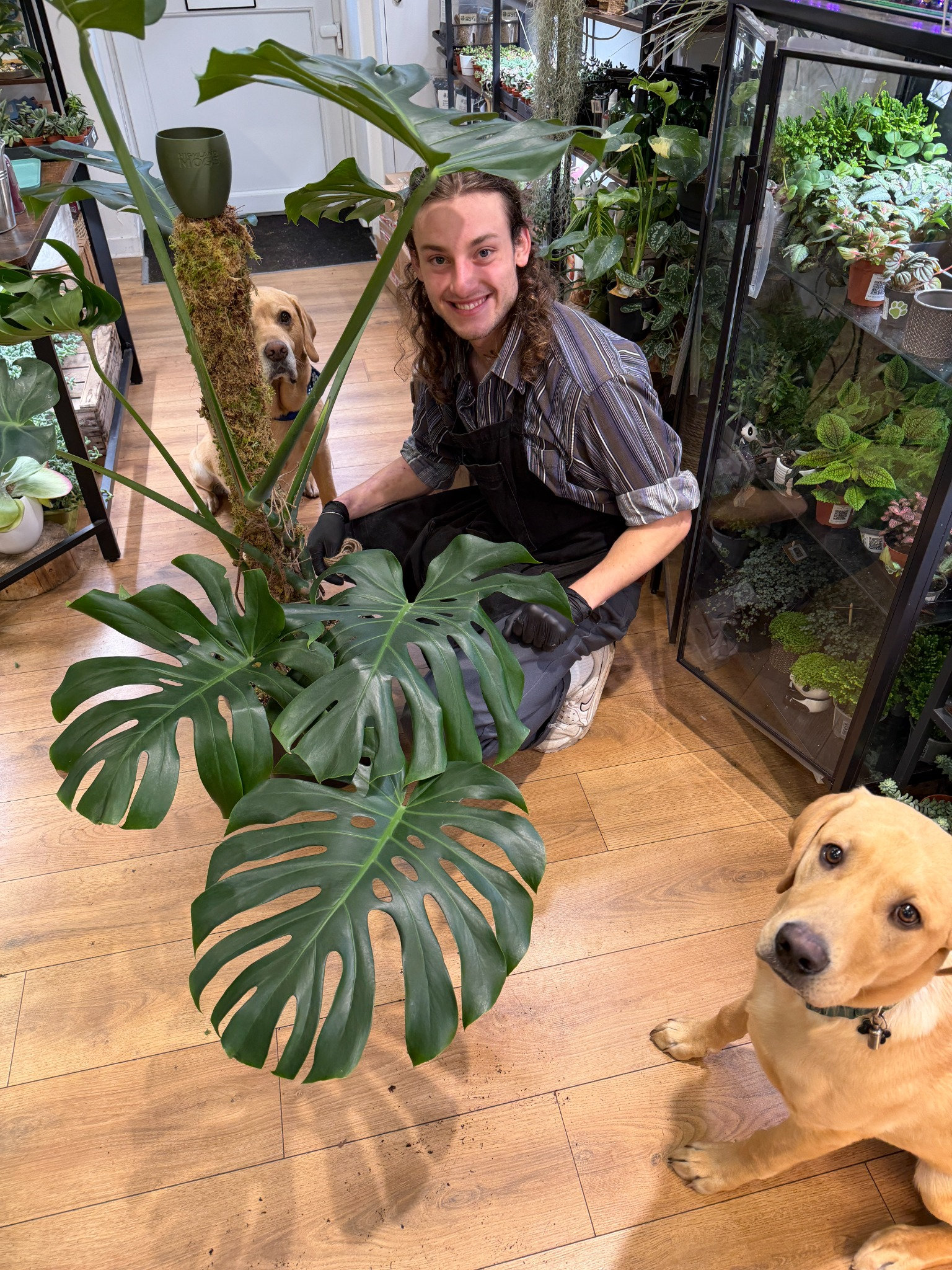Michael with a large Monstera on a Highland Moss sphagnum moss pole, with Noel and Angus in the Aberdeen shop
