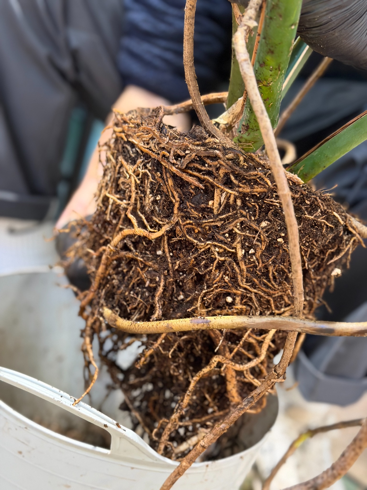 Close-up of a heavily rootbound houseplant ready to be repotted